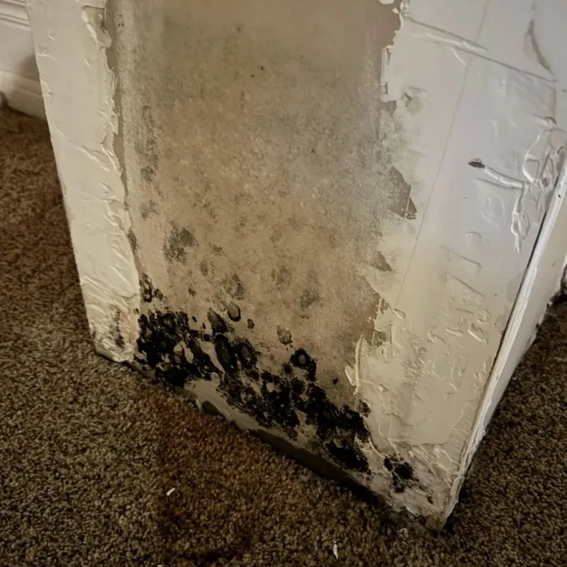 Professional Mold Removal in Minster, OH